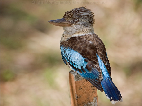 Blue-winged Kookaburra bluewing_kookaburra_182318.psd