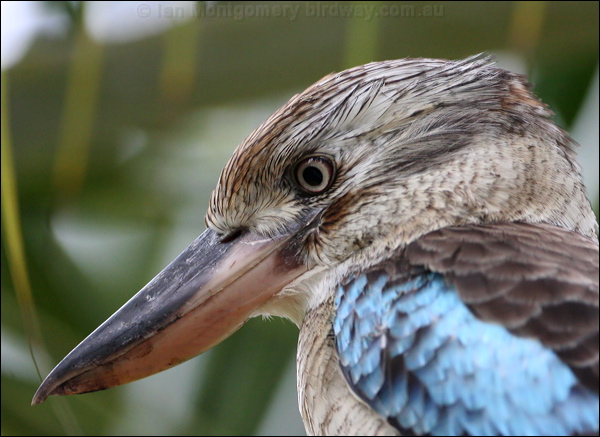 Blue-winged Kookaburra bluewingedkookaburra_32973.jpg