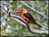 Click here to enter gallery and see photos/pictures/images of Brown-winged Kingfisher