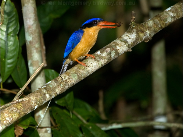 Buff-breasted Paradise-Kingfisher bb_par_kingfisher_168968.psd