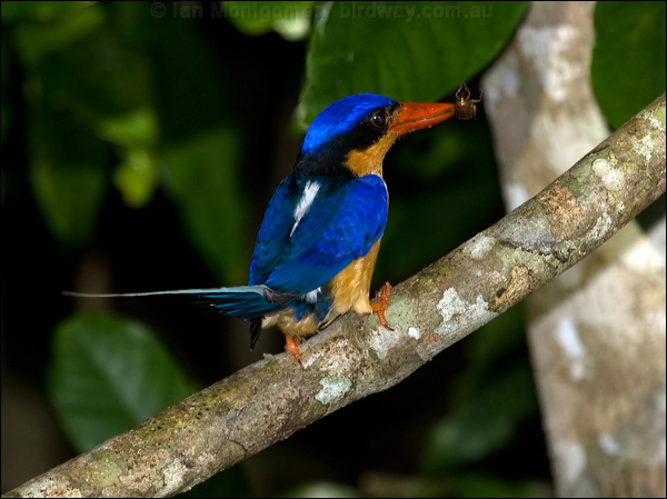 Buff-breasted Paradise-Kingfisher bb_par_kingfisher_168972.psd