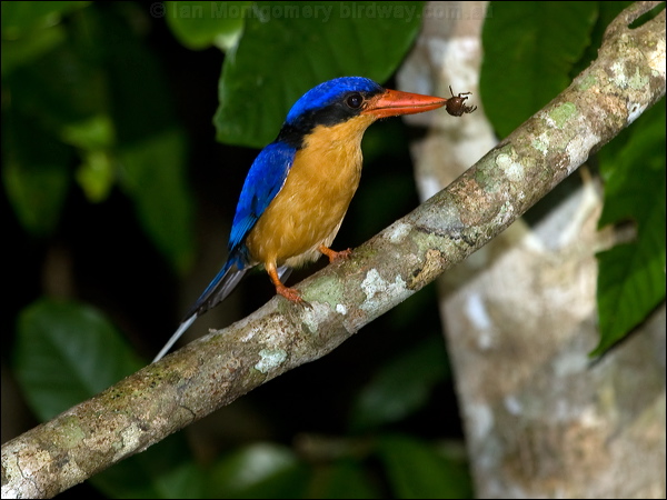 Buff-breasted Paradise-Kingfisher bb_par_kingfisher_168977.psd