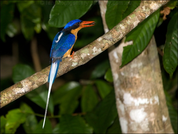 Buff-breasted Paradise-Kingfisher bb_par_kingfisher_168978.psd