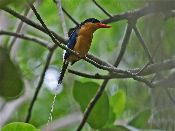 Buff-breasted Paradise-Kingfisher buffbr_p_kingfisher_04355.jpg