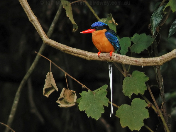 Buff-breasted Paradise-Kingfisher buffbr_p_kingfisher_13228.jpg