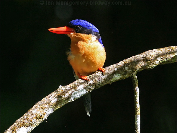 Buff-breasted Paradise-Kingfisher buffbr_p_kingfisher_61927.jpg
