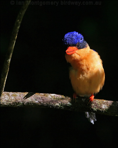 Buff-breasted Paradise-Kingfisher buffbr_p_kingfisher_61943.jpg