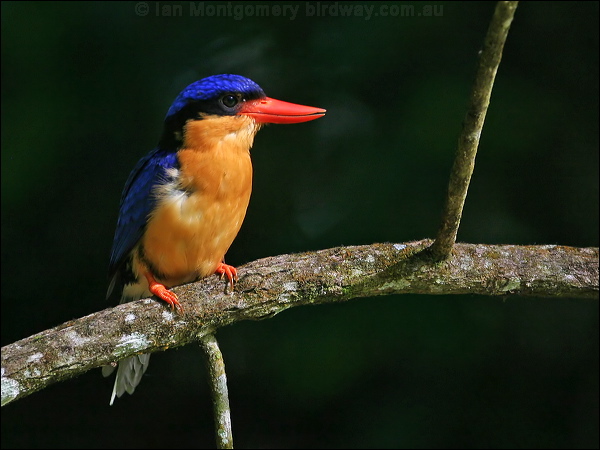 Buff-breasted Paradise-Kingfisher buffbr_p_kingfisher_61960.jpg