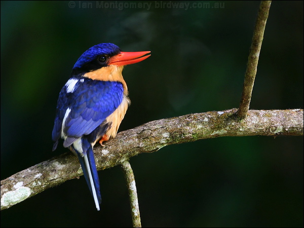 Buff-breasted Paradise-Kingfisher buffbr_p_kingfisher_61973.jpg