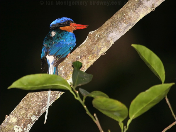 Buff-breasted Paradise-Kingfisher buffbrpar_kingfisher_64513.jpg