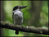 Click here to enter gallery and see photos/pictures/images of Collared Kingfisher