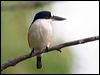 forest_kingfisher_35851