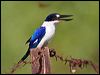 forest_kingfisher_43085