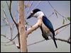 forest_kingfisher_46396