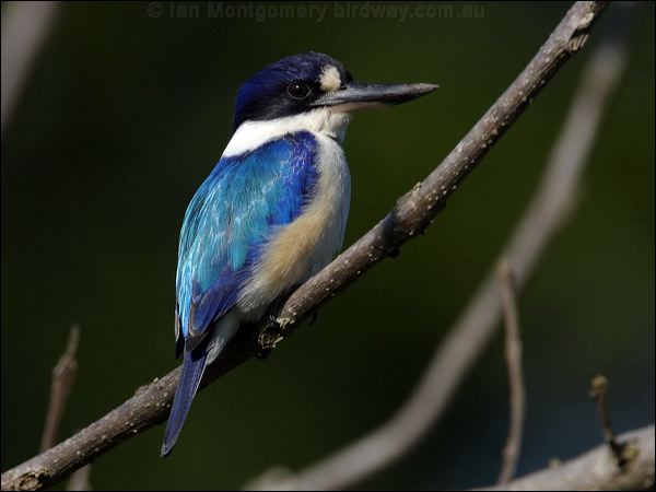 Forest Kingfisher forest_kingfisher_18534.psd