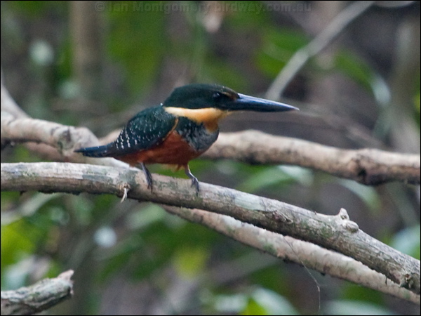 Green-and-rufous Kingfisher grn_ruf_kingfisher_205027.psd