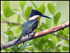 Click here to enter gallery and see photos/pictures/images of Green Kingfisher