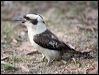 Click here to enter gallery and see photos/pictures/images of Laughing Kookaburra
