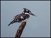 Click here to enter gallery and see photos/pictures/images of Pied Kingfisher