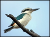 red_back_kingfisher_09969