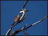 red_back_kingfisher_90526