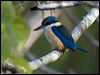 Click here to enter gallery and see photos/pictures/images of Sacred Kingfisher