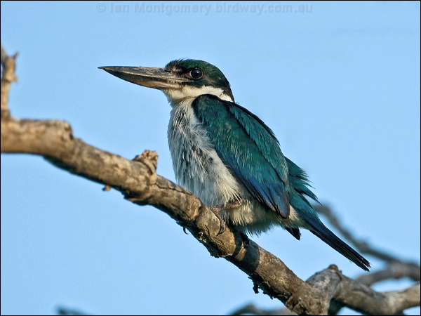 Torresian (Collared*) Kingfisher torres_kingfisher_163820.psd