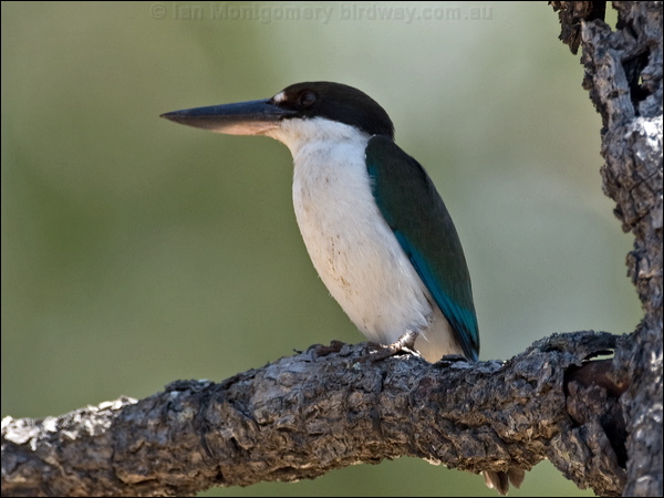 Torresian (Collared*) Kingfisher torres_kingfisher_168170.psd
