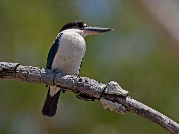 Torresian (Collared*) Kingfisher torres_kingfisher_168184.psd