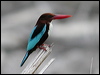 Click here to enter gallery and see photos/pictures/images of White-throated Kingfisher