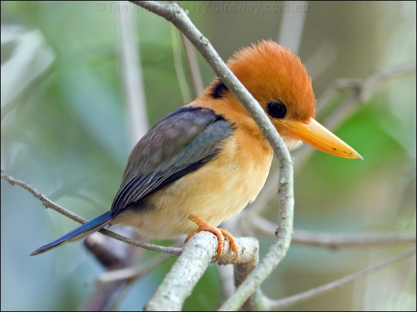 Yellow-billed Kingfisher ye_bill_kingfisher_120735.psd
