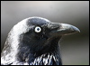Click here to enter gallery and see photos/pictures/images of Australian Raven