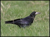 Click here to enter gallery and see photos/pictures/images of Rook