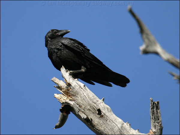Torresian Crow torresian_crow_10301.jpg
