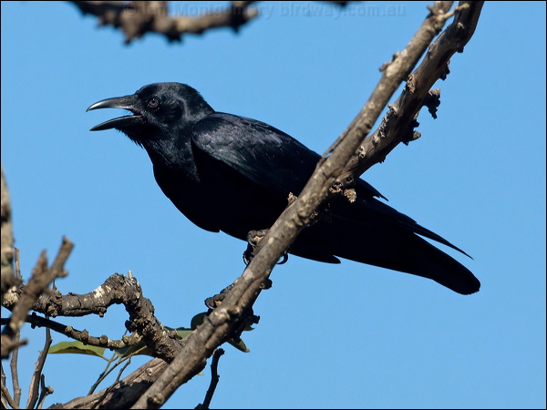 Torresian Crow torresian_crow_105160.psd