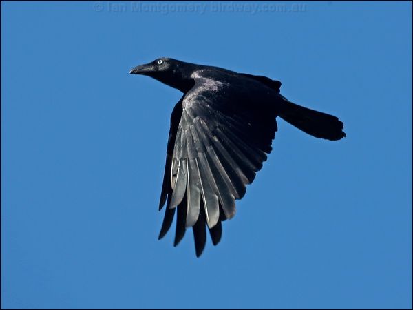 Torresian Crow torresian_crow_105162.psd