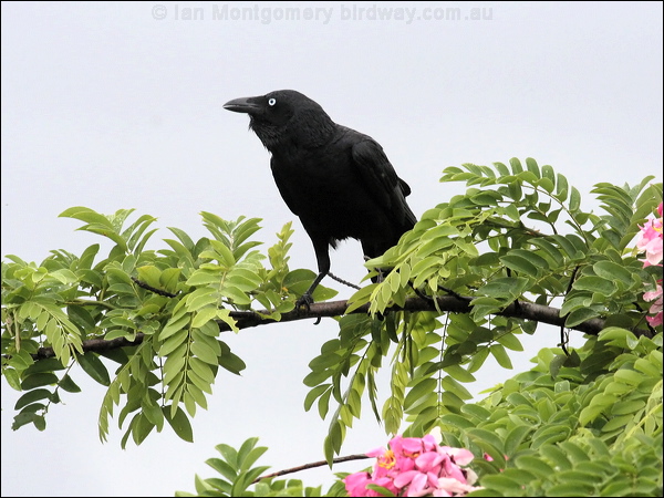 Torresian Crow torresian_crow_44536.jpg