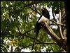 yellow_billed_magpie_67345
