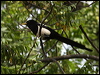 yellow_billed_magpie_67349