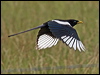 yellow_billed_magpie_67366