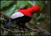 Click here to enter gallery and see photos/pictures/images of Andean Cock_of_the_rock