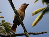 Click here to enter gallery and see photos/pictures/images of Pink-throated Becard