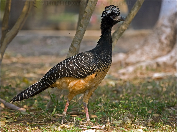 Bare-faced Curassow bare_faced_curassow_203186.psd