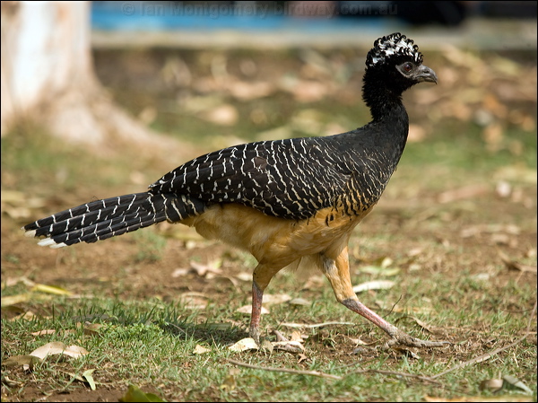 Bare-faced Curassow bare_faced_curassow_203196.psd