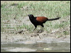 greater_coucal_17705