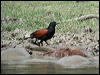 greater_coucal_17709
