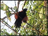 greater_coucal_49151