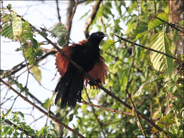 Greater Coucal greater_coucal_49151.jpg