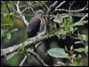 Thumbnail link to gallery of Indian Cuckoo