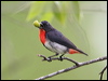Click here to enter gallery and see photos/pictures/images of Mistletoebird